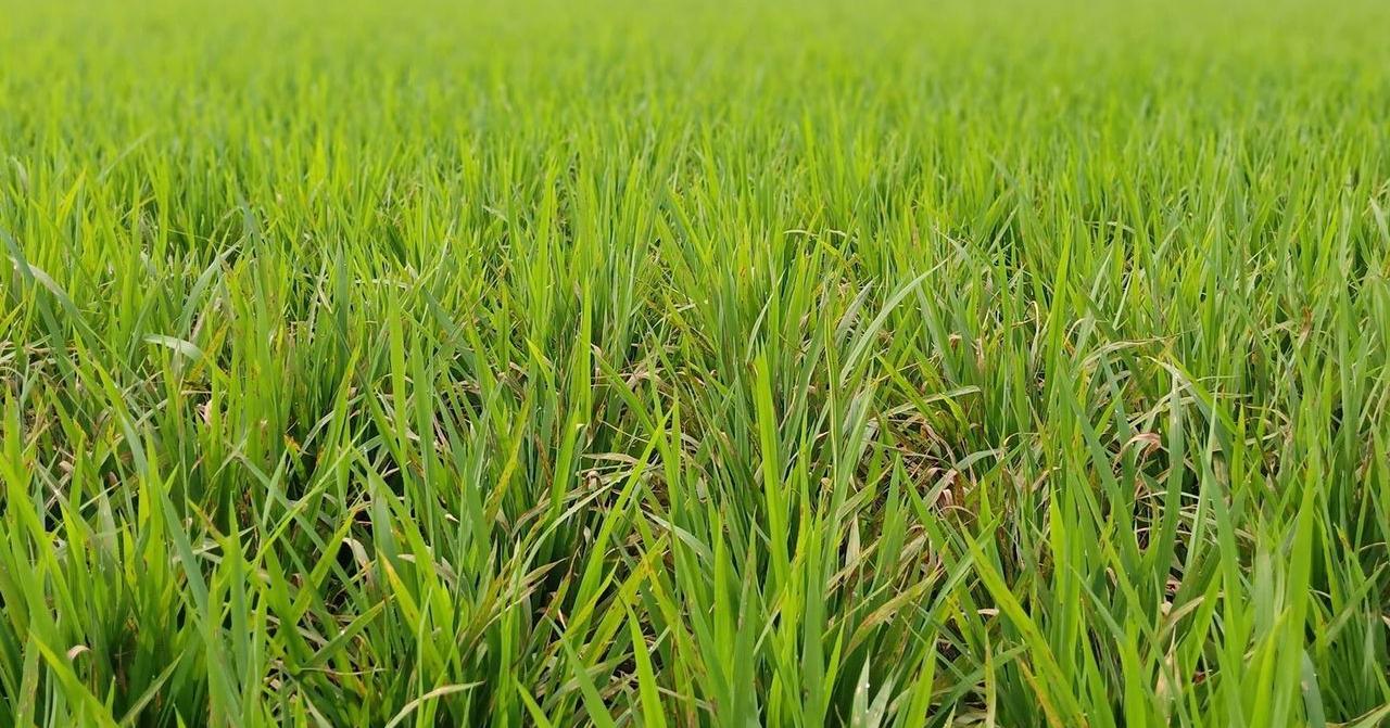 韓國農家嘅新商品