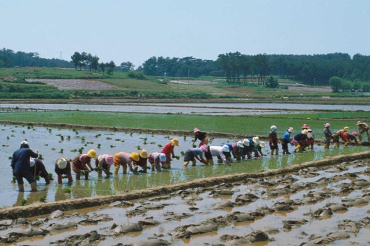 韓国料理、韓国ビビンバ、韓国文化、ビビンバ、美味しいお店、韓国人気のお店、韓国観光、ビビンバのすべて、人気料理、人気メニュー