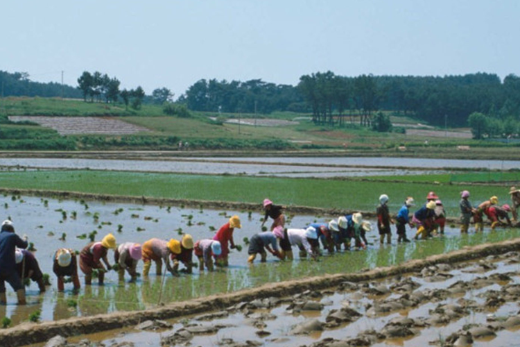 넓은 들판에서 일하고 있는 농부들의 모습, 농업 사회의 삶과 공동체의 협력 강조.