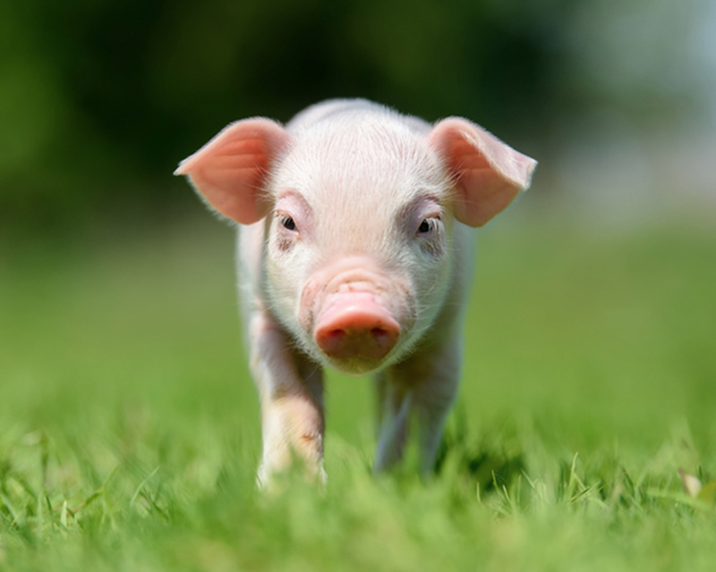 在草地上行走的小豬，象徵在夢中看見豬帶來的財富運勢。