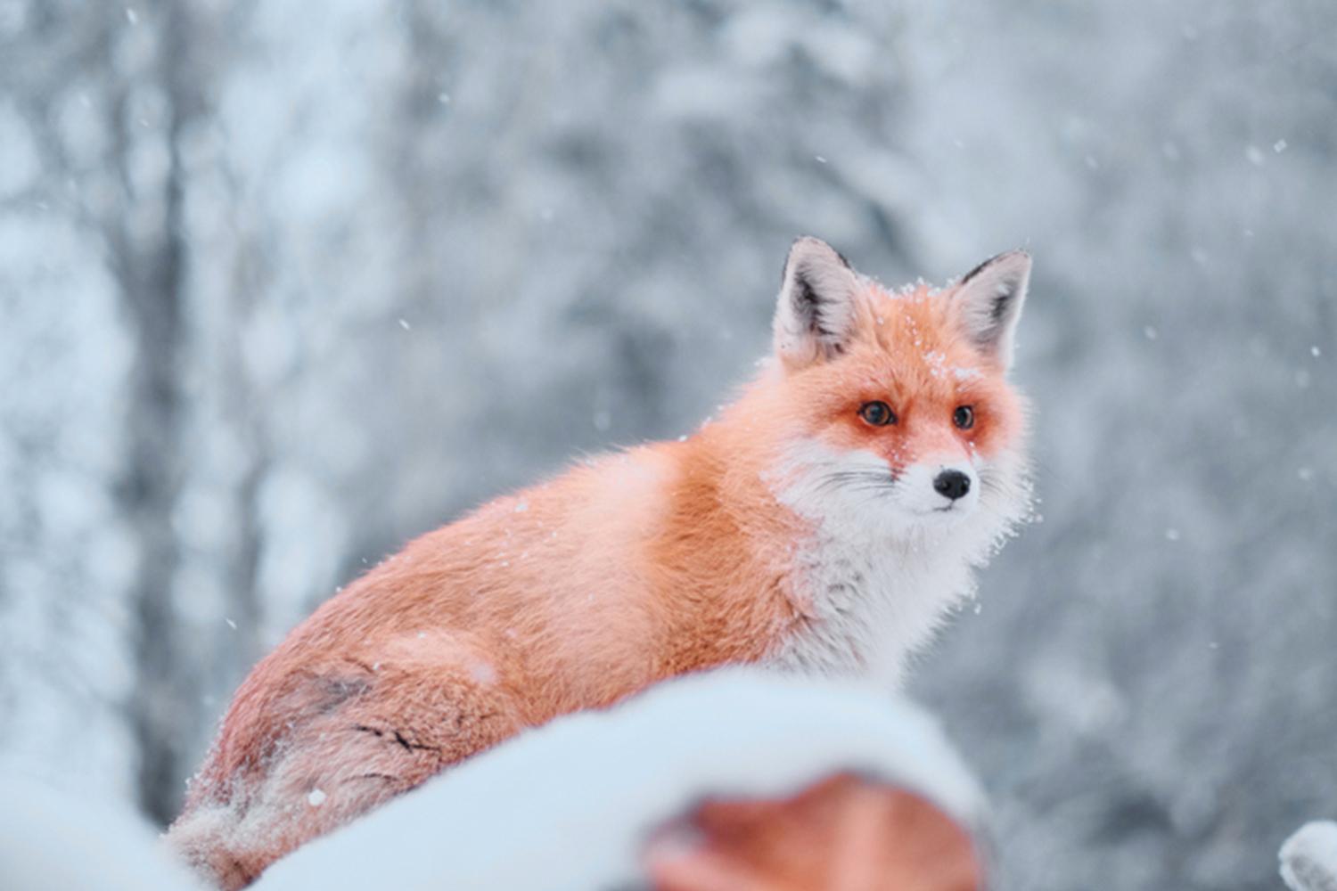 여우같은 여자/남자 อยากรู้หรือเปล่า? เวลาคนเกาหลีพูดว่า