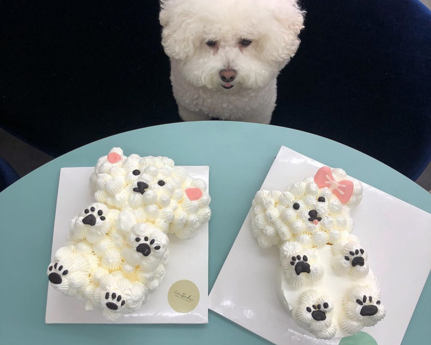 韓国カフェ、スイーツ、カフェ、デザート、ケーキ、犬、動物