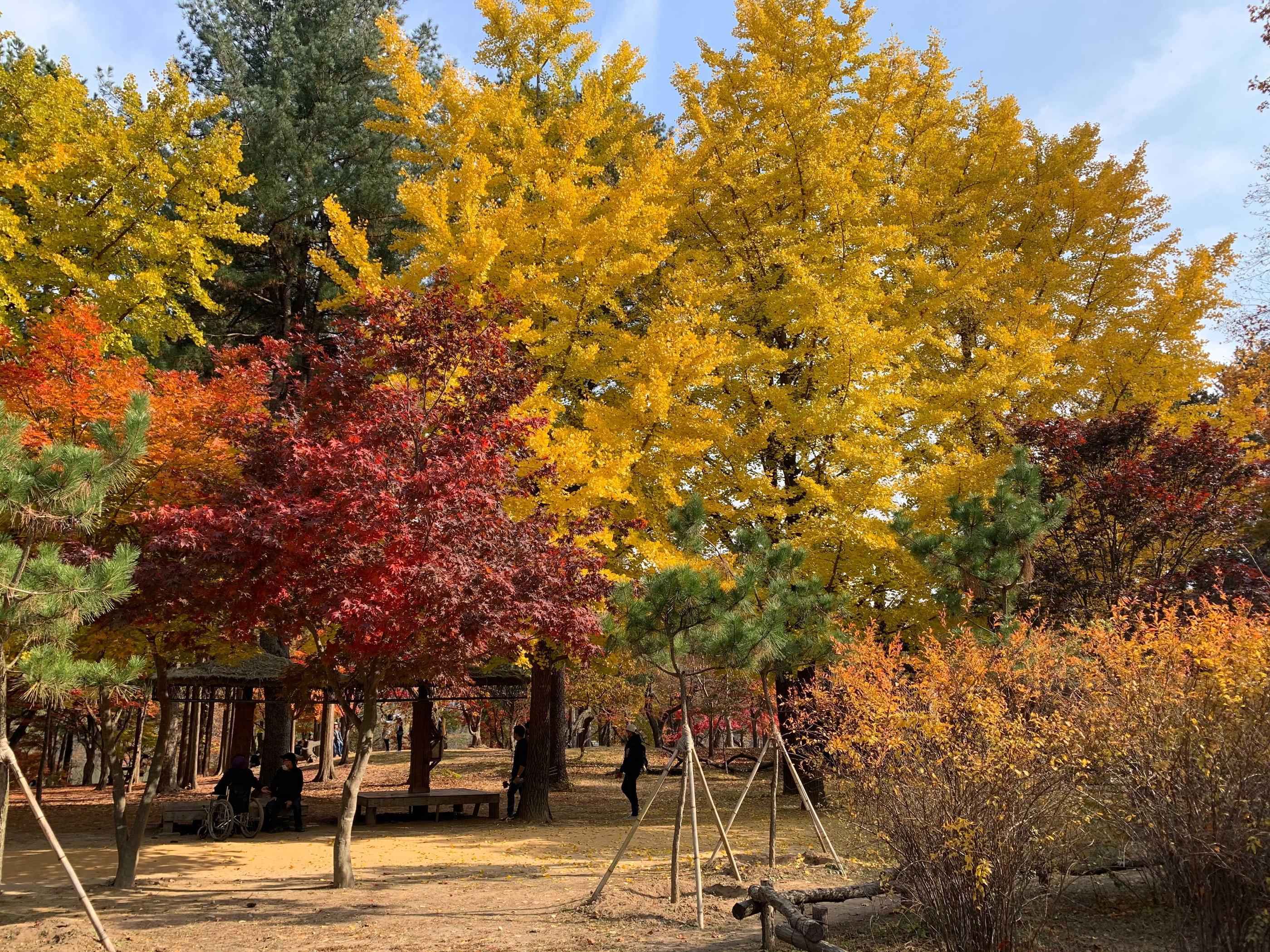 韓国、韓国旅行、韓国紅葉、韓国もみじ、韓国モミジ、韓国イチョウ、韓国銀杏、紅葉、韓国秋、秋旅行