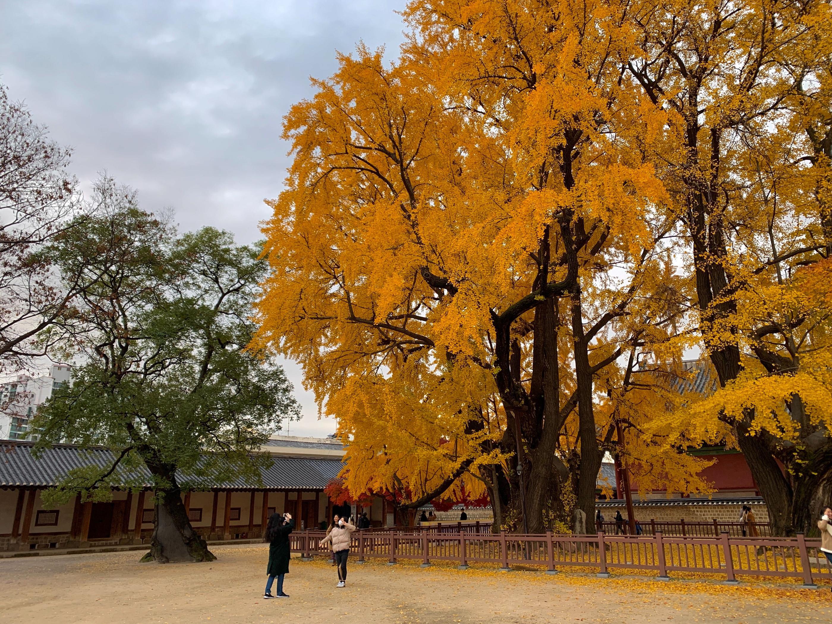 韓国、韓国旅行、韓国紅葉、韓国もみじ、韓国モミジ、韓国イチョウ、韓国銀杏、紅葉、韓国秋、秋旅行