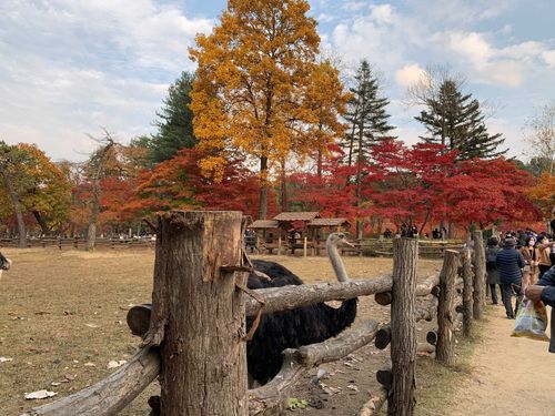 Creatrip 年 韓国の紅葉 Creatrip 年 韓国の紅葉