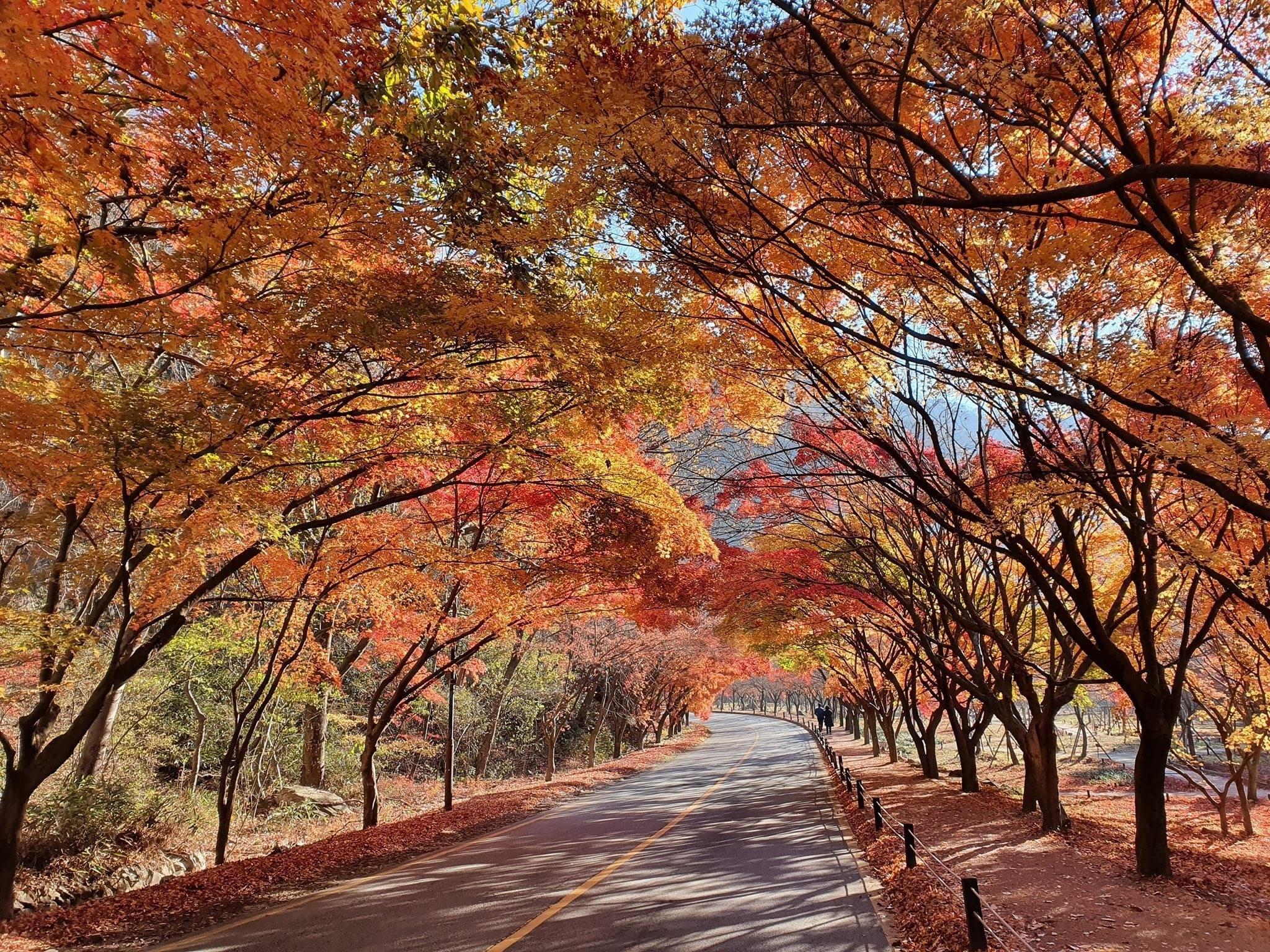 内蔵山の道沿いにある紅葉のトンネル。鮮やかな赤とオレンジの葉が光を透かして美しく輝いている。