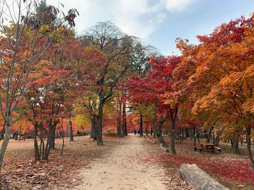 Creatrip 年 韓国の紅葉 Creatrip 年 韓国の紅葉