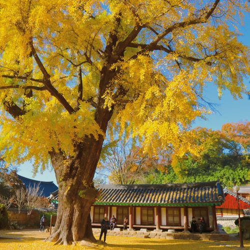 Creatrip 年 韓国の紅葉 Creatrip 年 韓国の紅葉