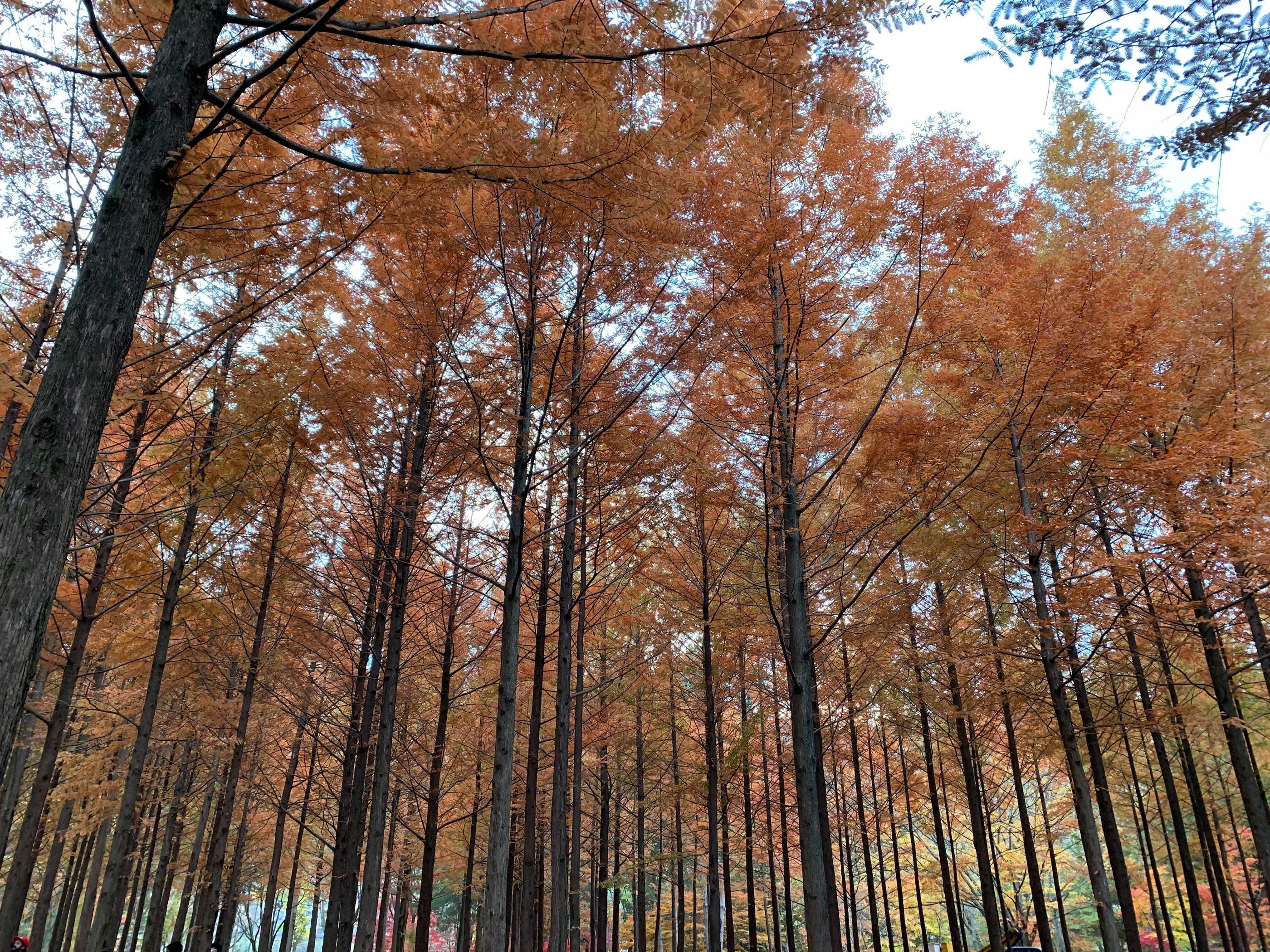 韓国、韓国旅行、韓国紅葉、韓国もみじ、韓国モミジ、韓国イチョウ、韓国銀杏、紅葉、韓国秋、秋旅行