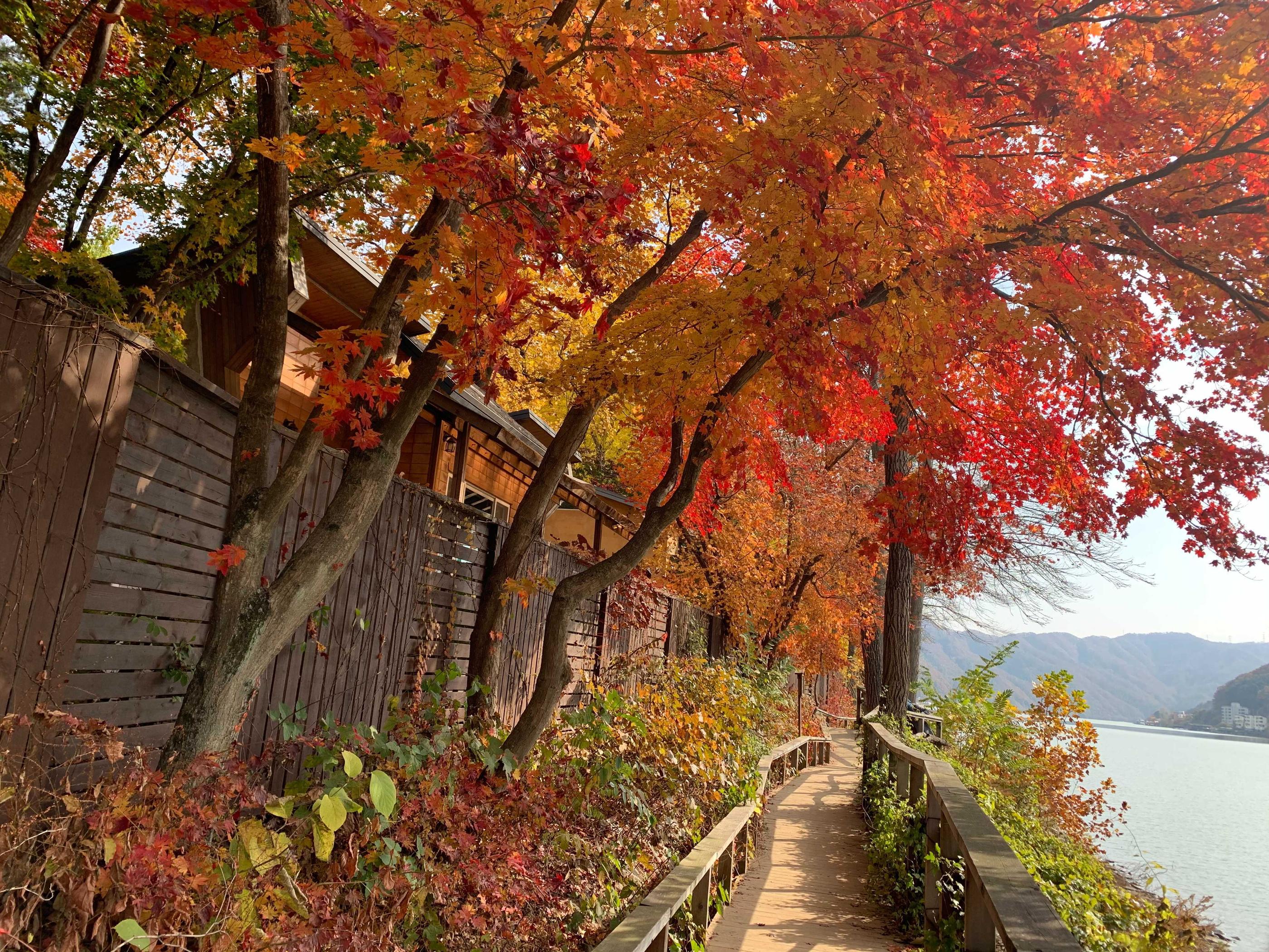 韓国、韓国旅行、韓国紅葉、韓国もみじ、韓国モミジ、韓国イチョウ、韓国銀杏、紅葉、韓国秋、秋旅行