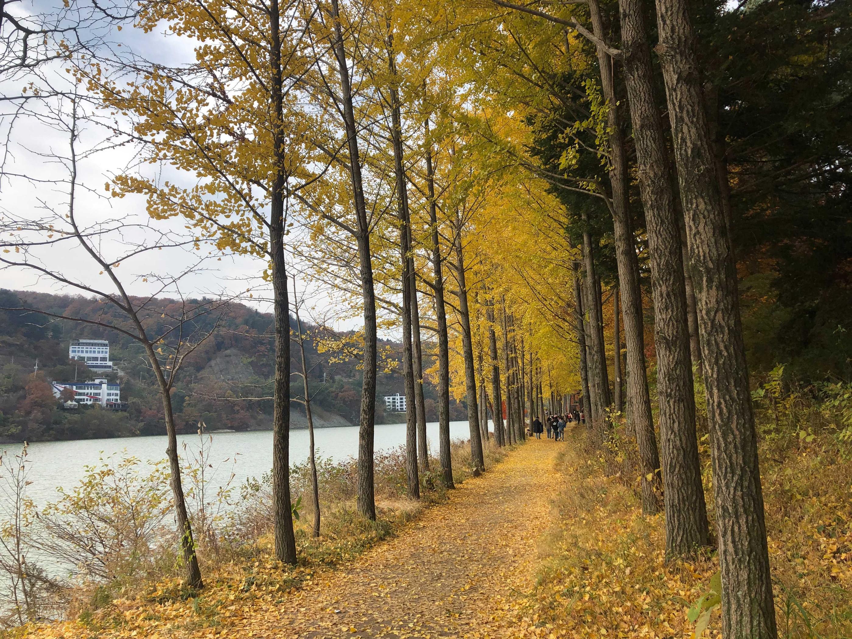韓国、韓国旅行、韓国紅葉、韓国もみじ、韓国モミジ、韓国イチョウ、韓国銀杏、紅葉、韓国秋、秋旅行