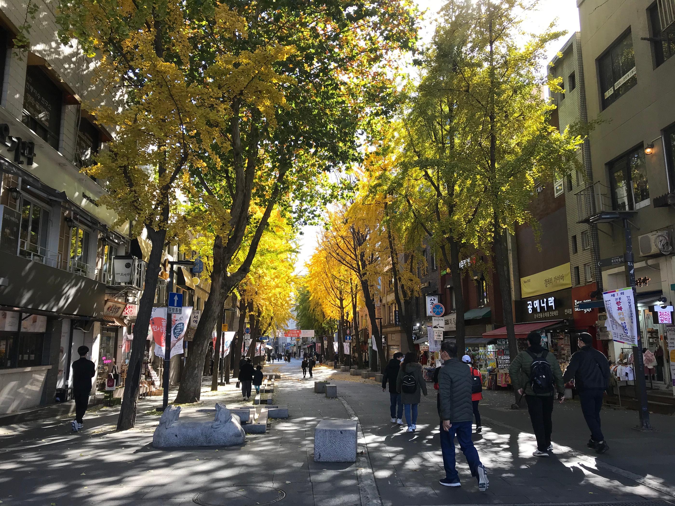 韓国、韓国旅行、韓国紅葉、韓国もみじ、韓国モミジ、韓国イチョウ、韓国銀杏、紅葉、韓国秋、秋旅行