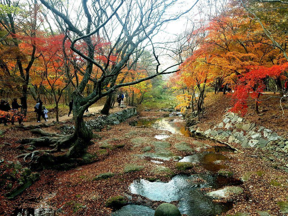 内蔵山の紅葉に染まる谷間の風景。赤橙色の葉が川面に映え、都市の喧騒を離れた自然の絵画のよう。