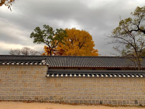 Creatrip 年 韓国の紅葉