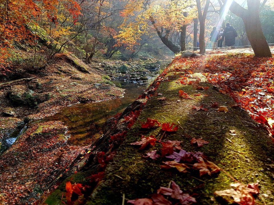 内蔵山の小川沿いに集まる人々。苔の生えた小路に落ちた紅葉の葉が厚く覆って秋の風景を描いている。