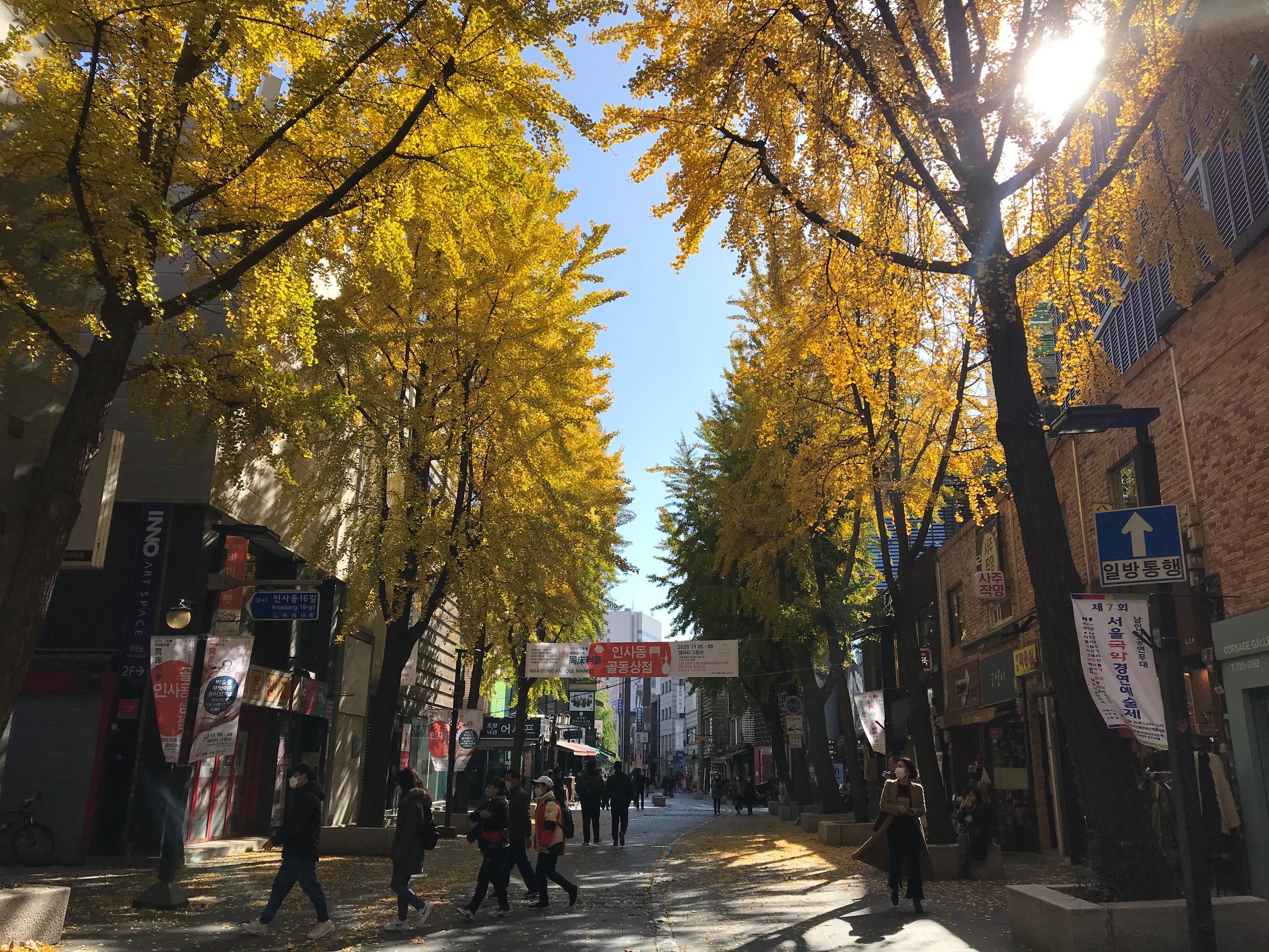 韓国、韓国旅行、韓国紅葉、韓国もみじ、韓国モミジ、韓国イチョウ、韓国銀杏、紅葉、韓国秋、秋旅行