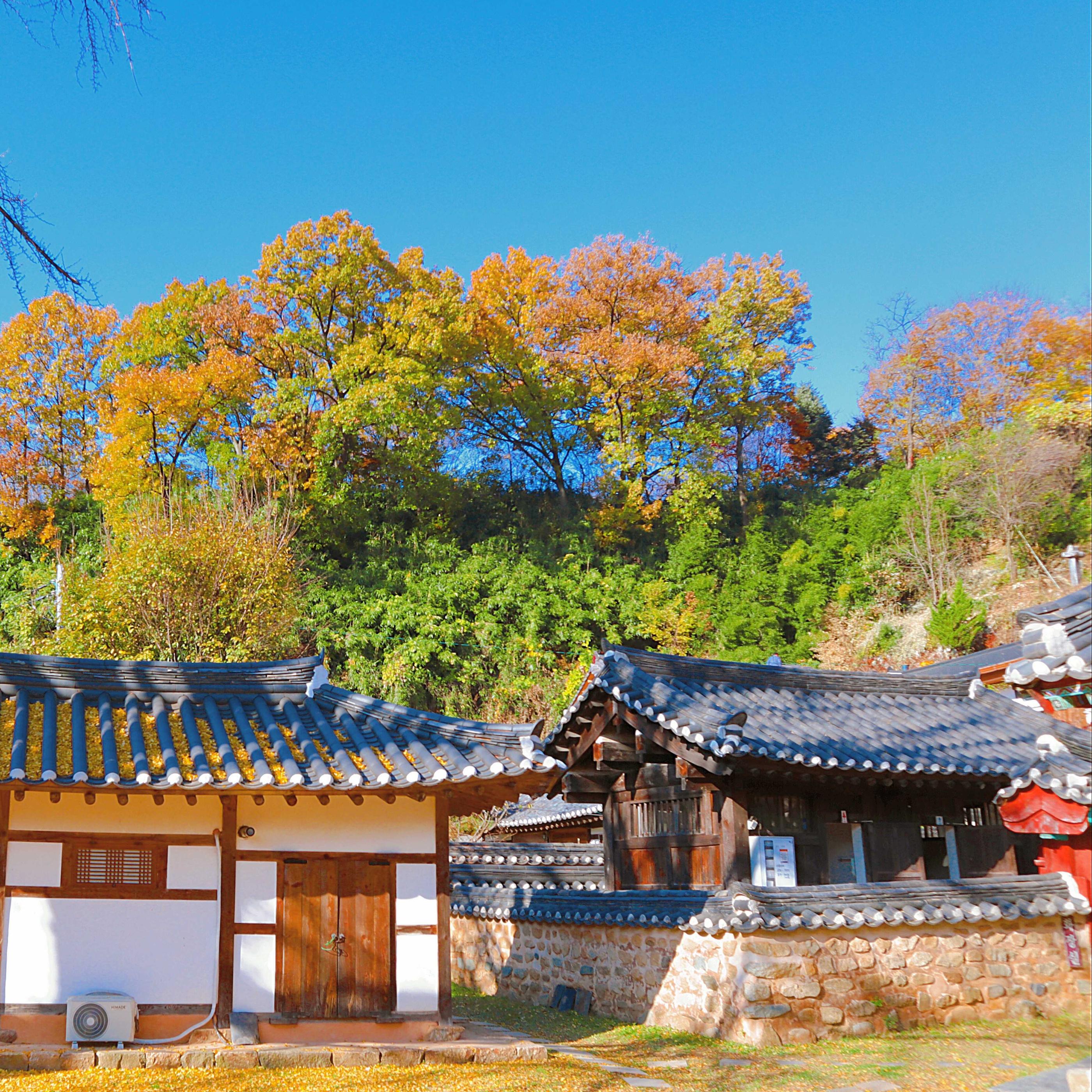 韓国、韓国旅行、韓国紅葉、韓国もみじ、韓国モミジ、韓国イチョウ、韓国銀杏、紅葉、韓国秋、秋旅行、慶州、キョンジュ、韓屋、ソウル大、延世大学、成均館大学、梨花女子大学
