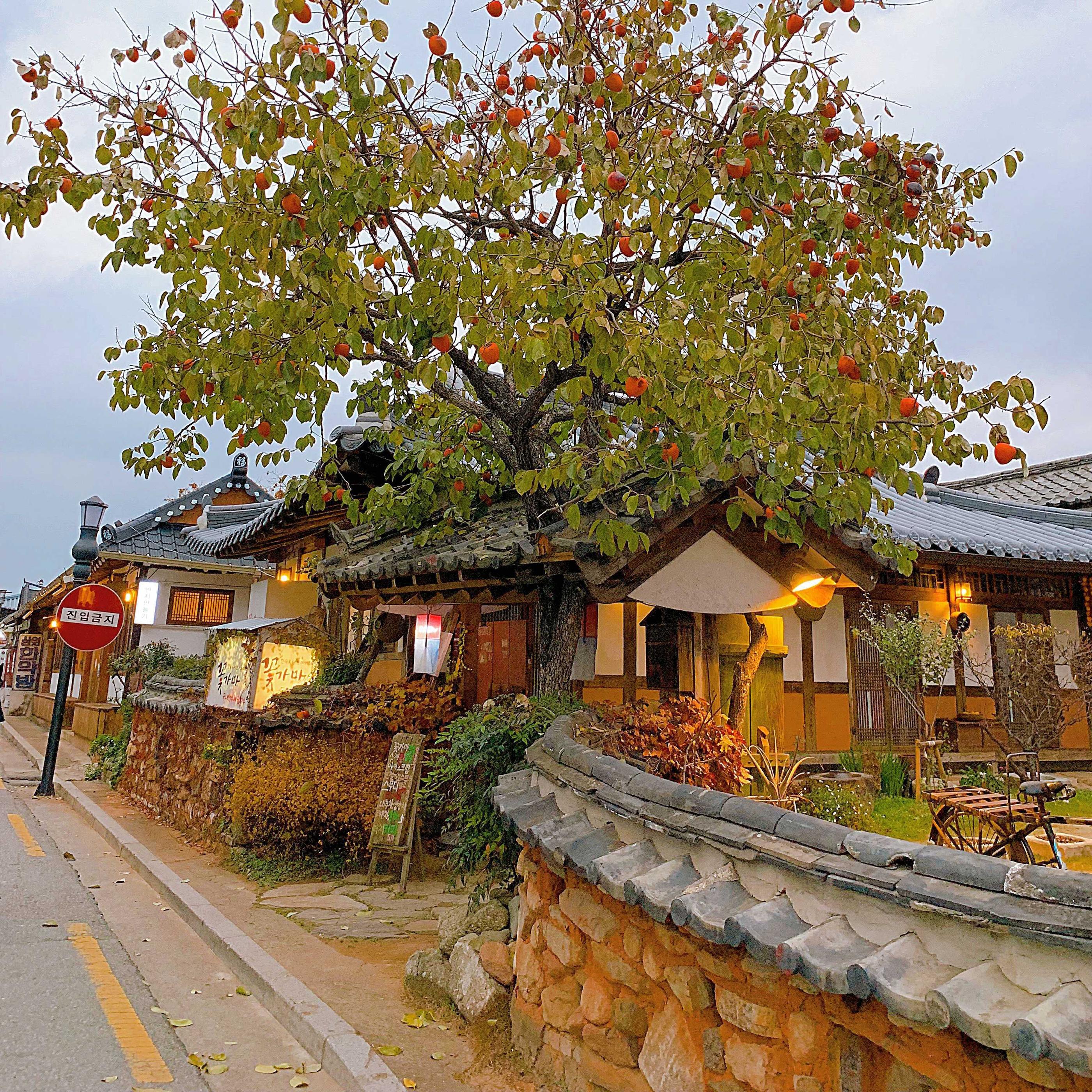 韓国、韓国旅行、韓国紅葉、韓国もみじ、韓国モミジ、韓国イチョウ、韓国銀杏、紅葉、韓国秋、秋旅行、慶州、キョンジュ、韓屋、ソウル大、延世大学、成均館大学、梨花女子大学