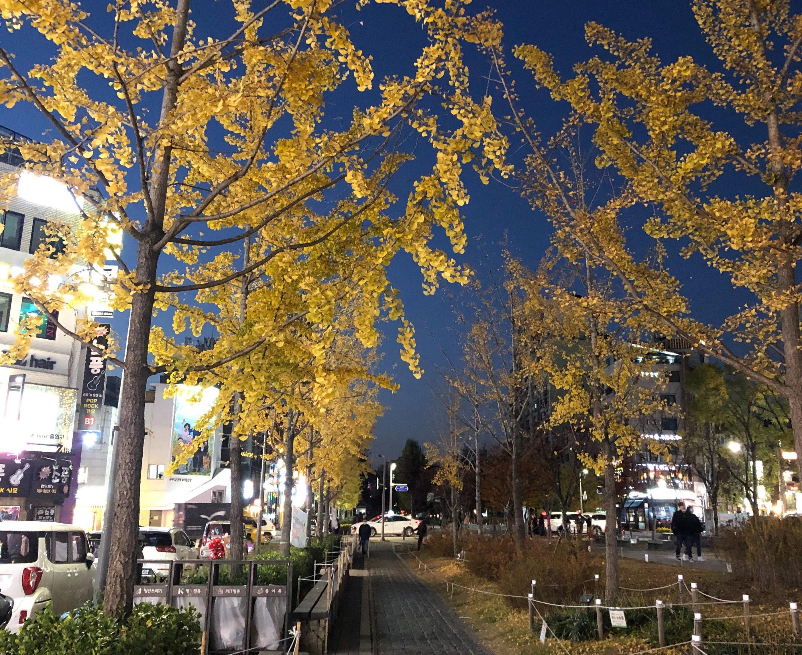 韓国、韓国旅行、韓国紅葉、韓国もみじ、韓国モミジ、韓国イチョウ、韓国銀杏、紅葉、韓国秋、秋旅行