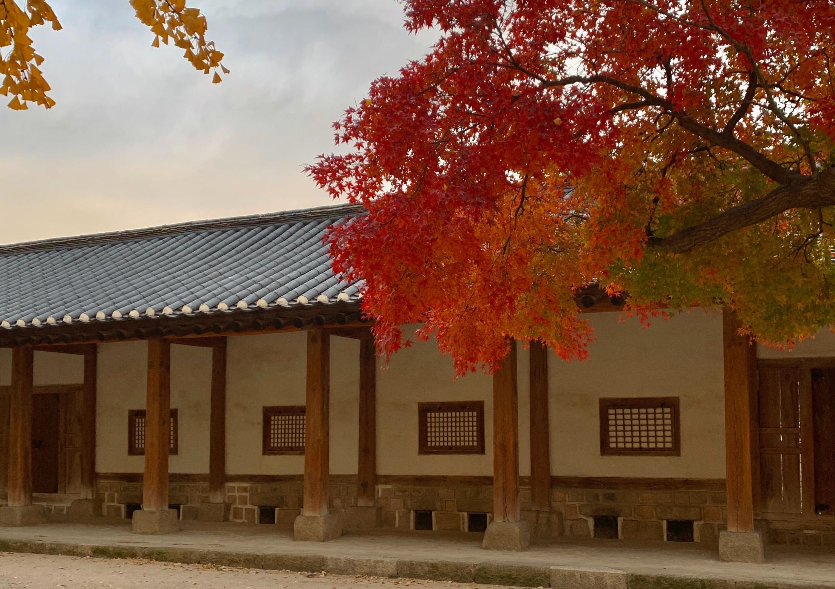 韓国、韓国旅行、韓国紅葉、韓国もみじ、韓国モミジ、韓国イチョウ、韓国銀杏、紅葉、韓国秋、秋旅行