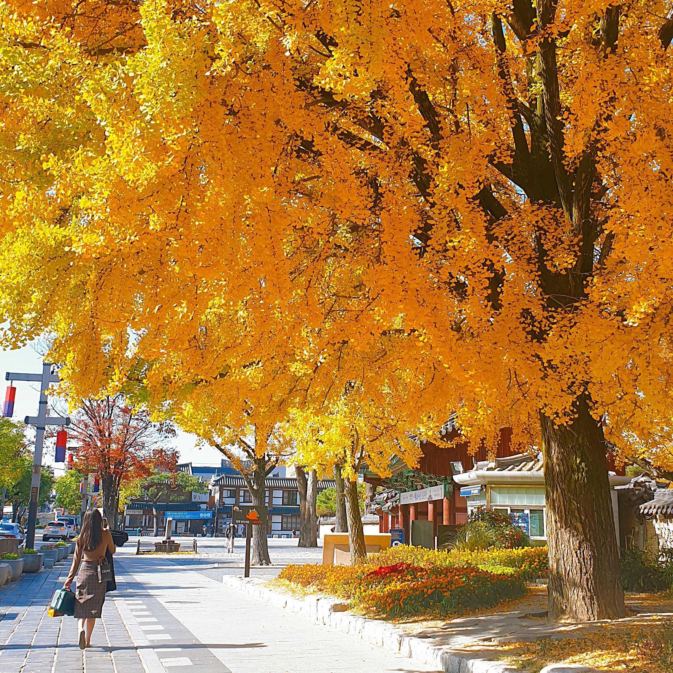 韓国、韓国旅行、韓国紅葉、韓国もみじ、韓国モミジ、韓国イチョウ、韓国銀杏、紅葉、韓国秋、秋旅行、慶州、キョンジュ、韓屋、ソウル大、延世大学、成均館大学、梨花女子大学