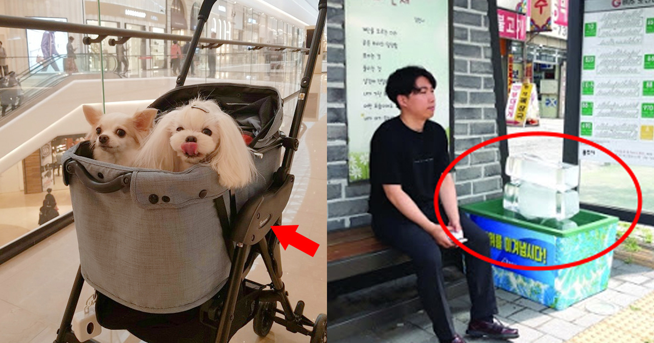 購物中心裡面推著手推車的兩隻小狗和户外凍著冰塊的公車站，展示韓國生活中的有趣片段。