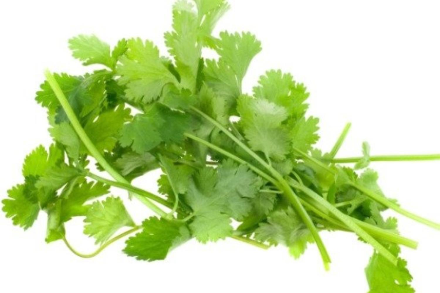 ผักชีเป็นส่วนประกอบของอาหารของหลายประเทศในทวีปเอเชีย แต่จริงหรือไม่ที่คนเกาหลีเกลียดผักชีแบบสุดๆ? เหตุผลเพราะอะไรกันนะ4