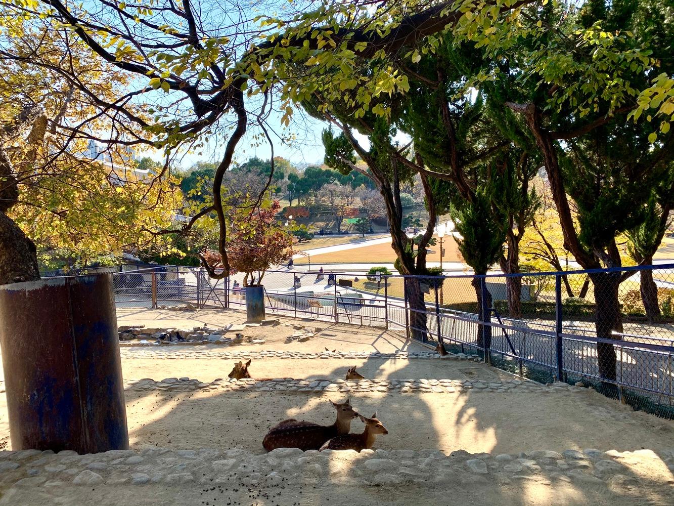 tour daegu dấu vết quê hương công viên dalseong daegu sở thú nai du lịch tour hàn quốc