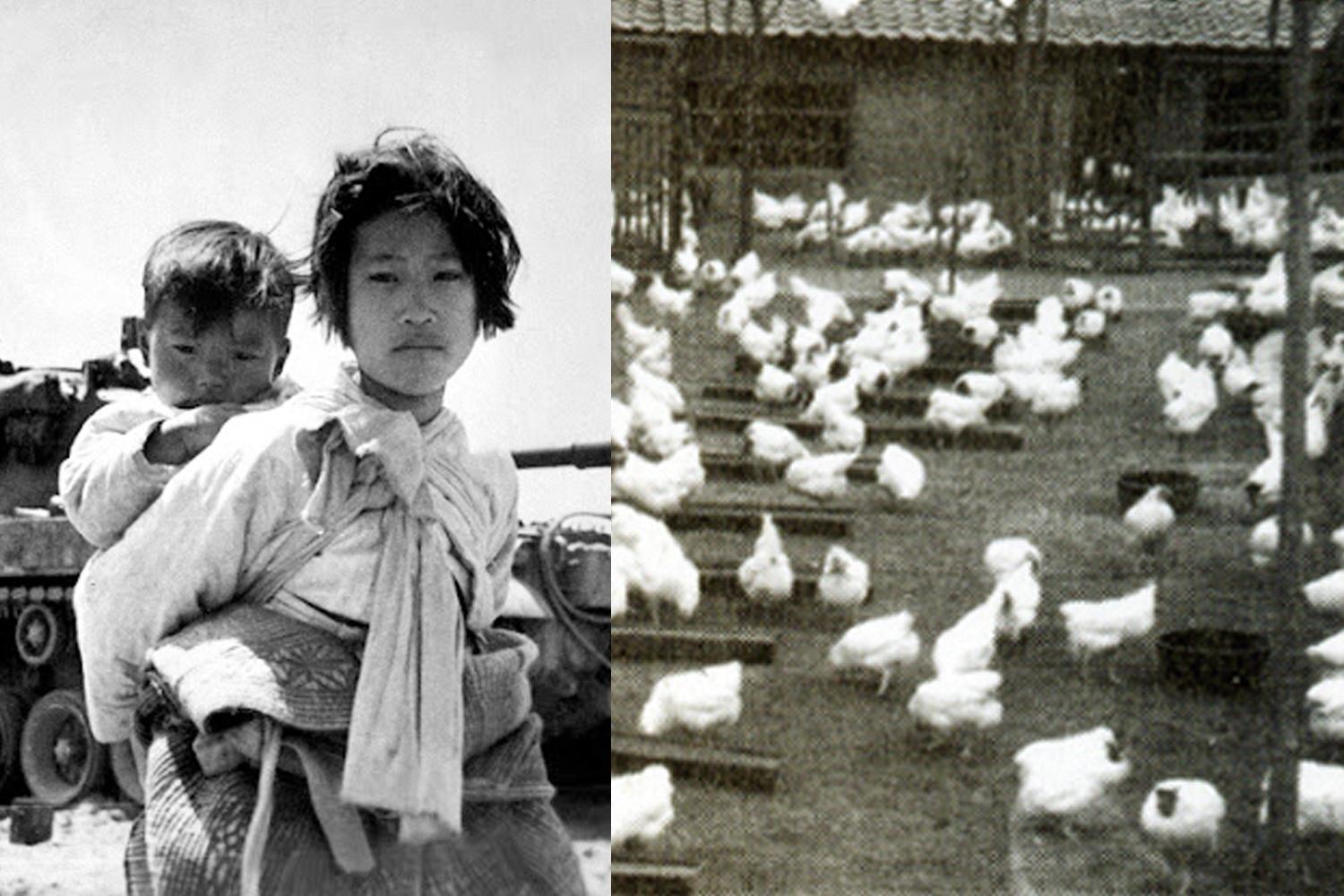 黑白照片展示鸡与农场的历史背景，暗示大邱与鸡历史悠久的联系。