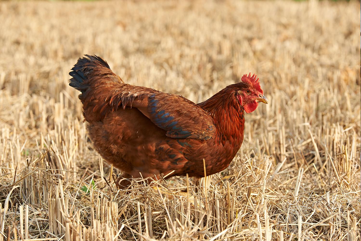 在夜幕下灯火通明的大邱Chimac Festival标志处，鸡和啤酒节的快乐氛围蔓延。