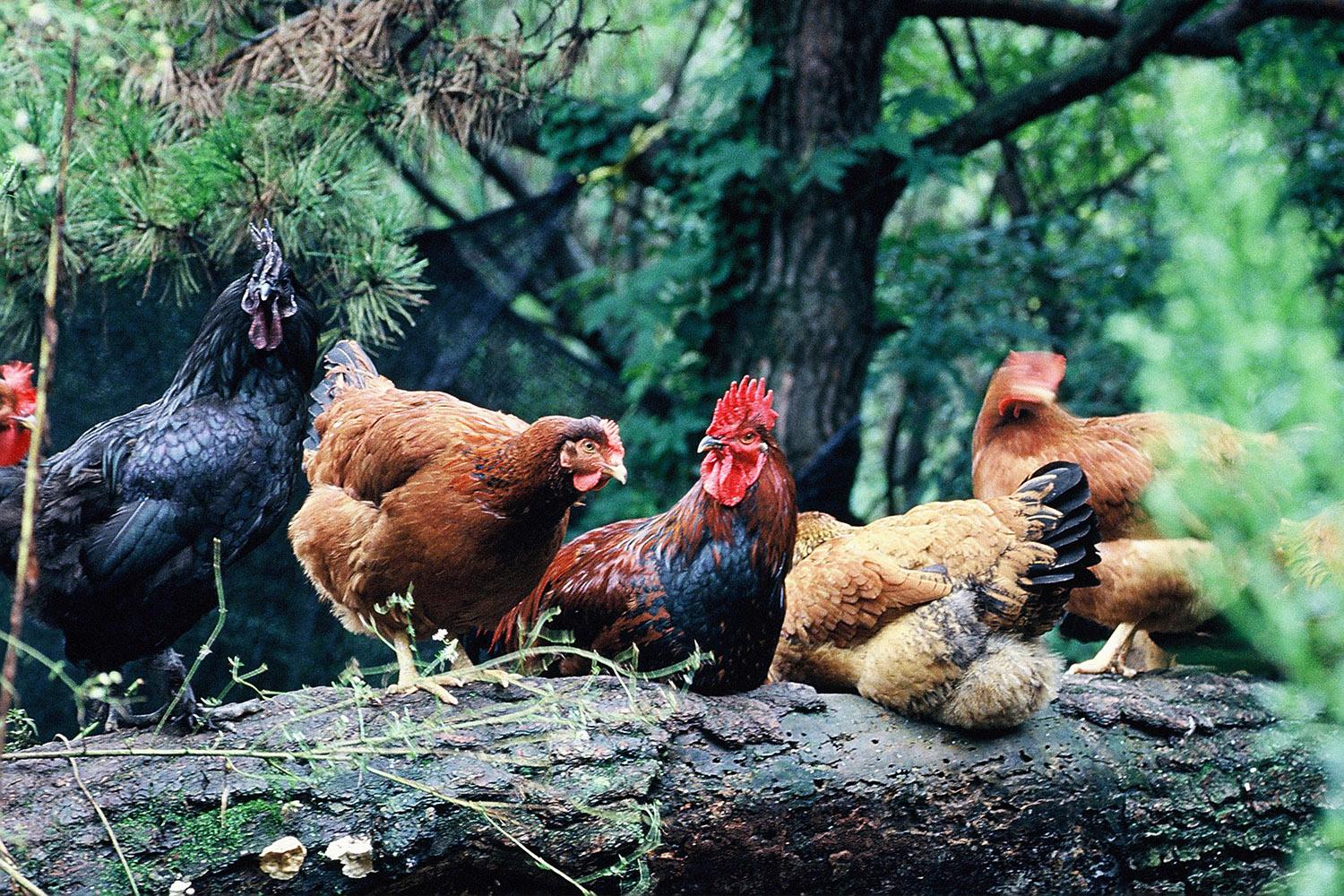 不同顏色的雞羣在樹林中的自然場景。