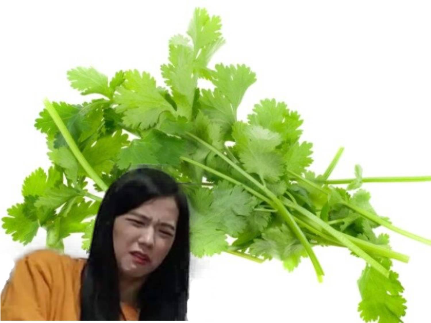 ภาพของต้นผักชีสดสีเขียวสดใส วางซ้อนกันในลักษณะที่เป็นธรรมชาติ เหมาะกับการใช้ประกอบอาหารที่เพิ่มความหอมเช่นต้มยำ