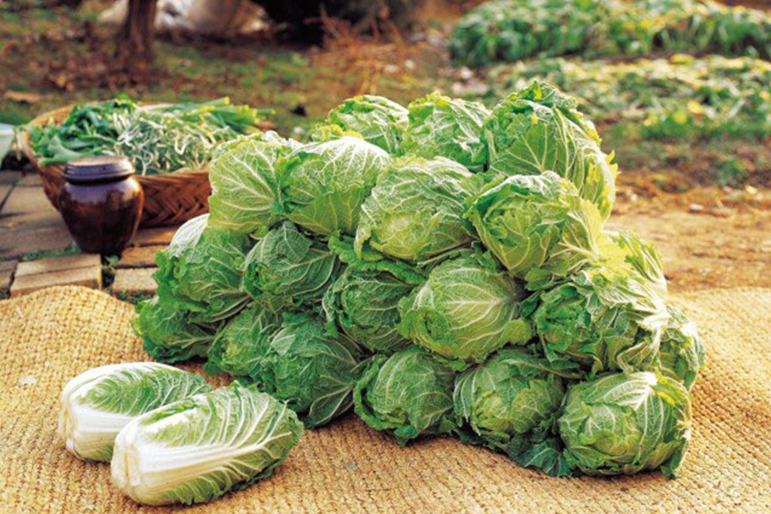 農場上的新鮮青翠的白菜,泡菜醃製前的重要食材,配有其他葉類蔬菜和韓國陶罐。