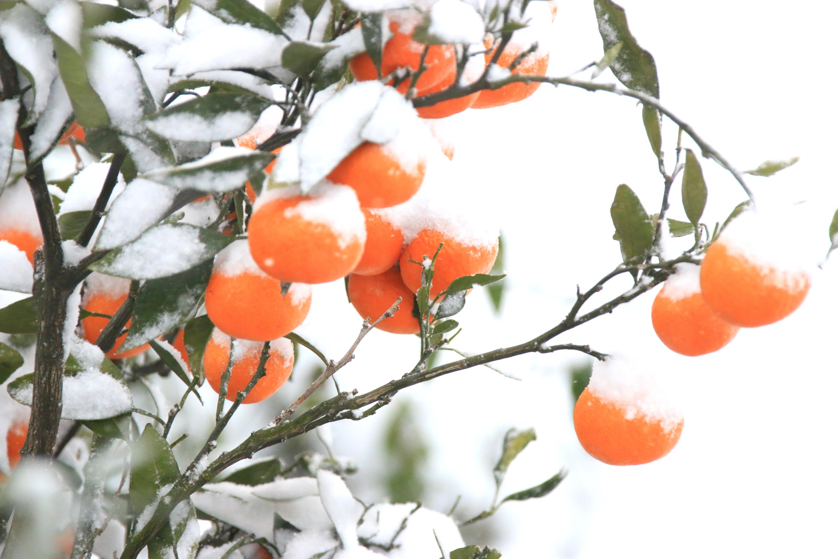 冬になると食べたくなるもの
