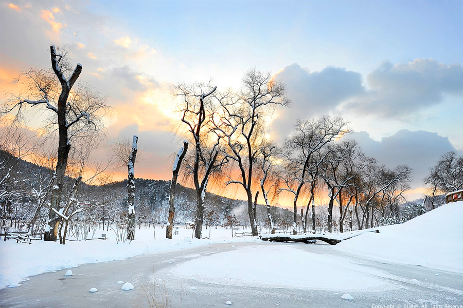 雪中的南怡島林蔭小道，冬季的自然風情。