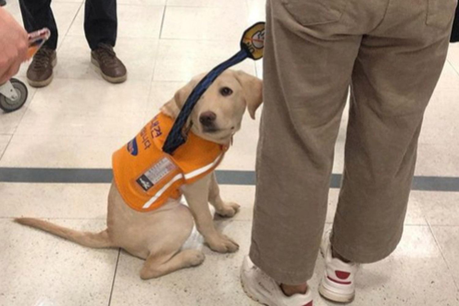 น้องหมากลัง