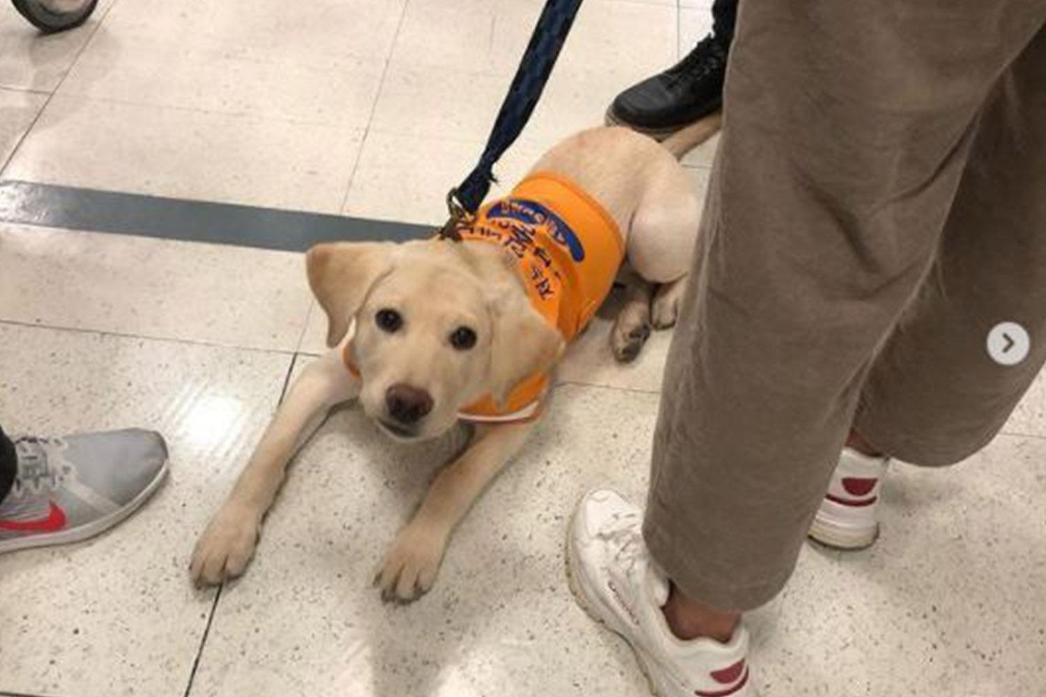 น้องหมาน่าสงสาร