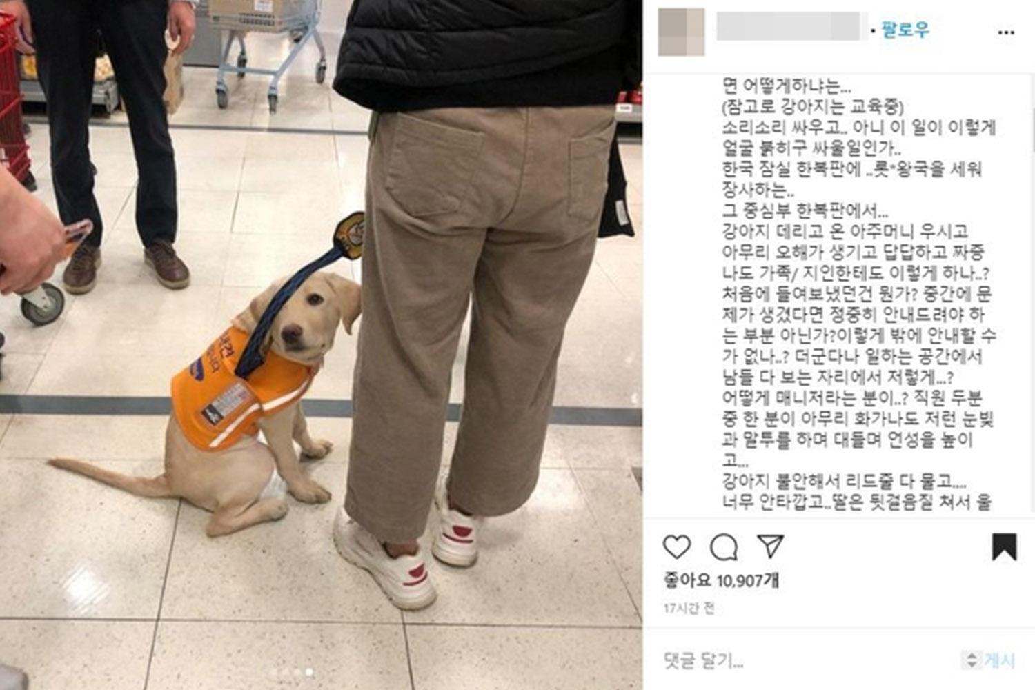 สุนัขฝึกหัดพร้อมผู้ดูแลที่ห้างสรรพสินค้าในเกาหลีใต้ที่เกี่ยวข้องกับเหตุการณ์ลอตเต้ขอโทษที่ปฏิเสธการเข้าถึงของสุนัขฝึกหัด