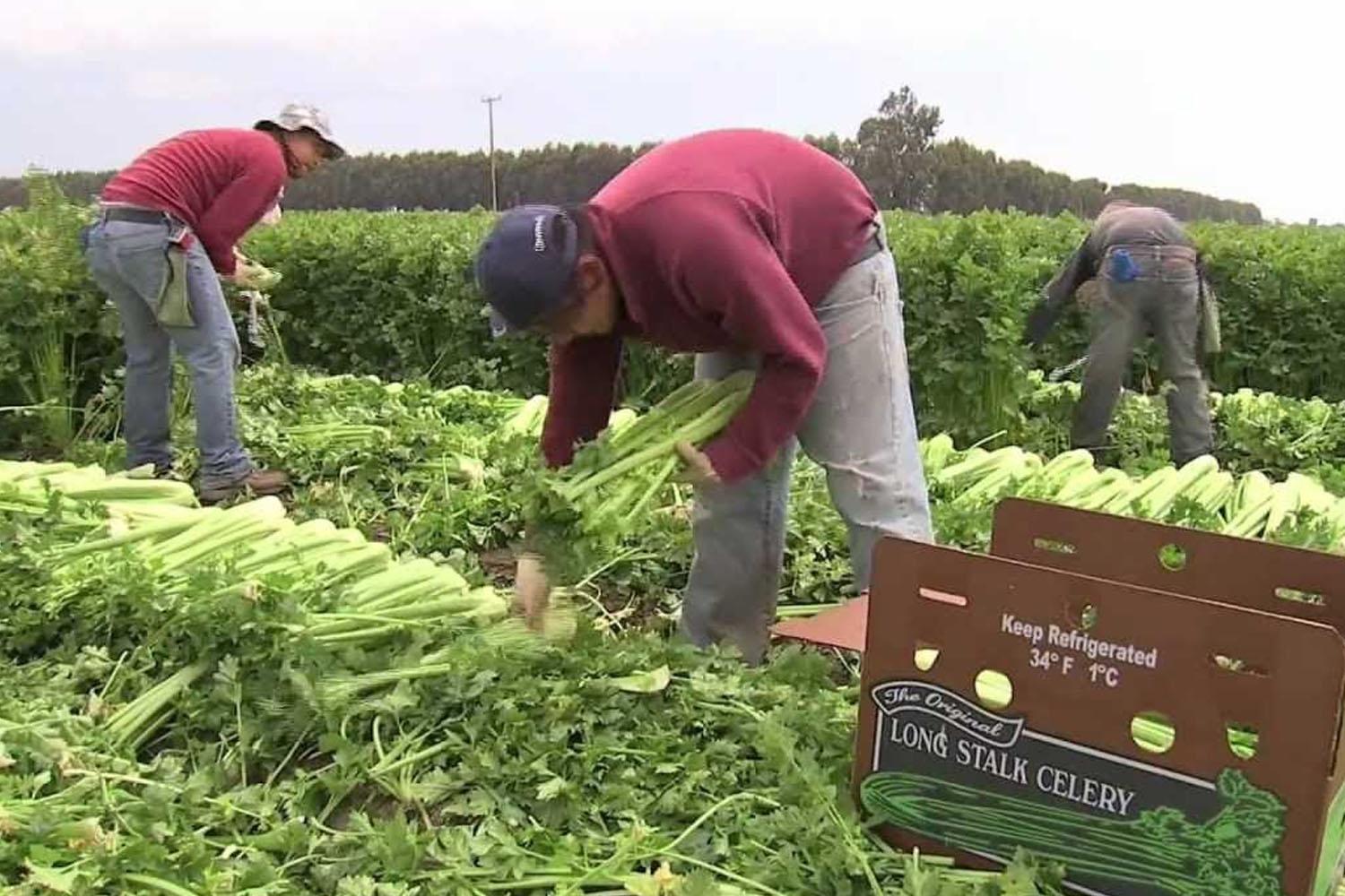 แรงงานในเกาหลี