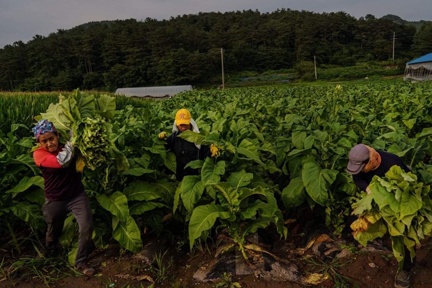 ภาพของคนงานเกษตรในประเทศเกาหลีใต้กำลังทำงานในไร่กลางแดด แสดงถึงบรรยากาศการทำงานของแรงงานต่างชาติในเกาหลีใต้