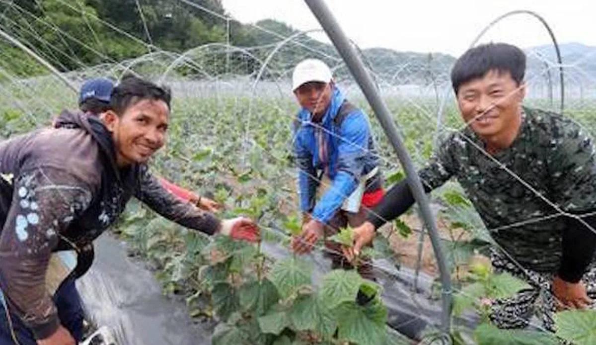 ภาพของแรงงานต่างชาติในเกาหลีที่กำลังร่วมกันเก็บพืชผลในสวน แสดงให้เห็นถึงการทำงานเป็นทีมของแรงงานต่างชาติในภาคการเกษตรเกาหลีใต้