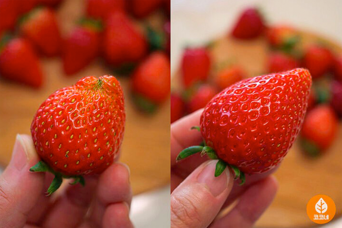 兩個士多啤梨的對比圖，形狀端正的例子展示完美購入指南。