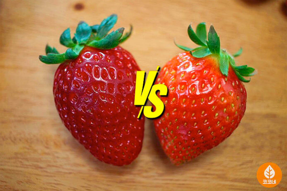 對比兩個士多啤梨，一個是深紅色，另一個是淺色，瞭解紅色程度與美味之間的關聯。