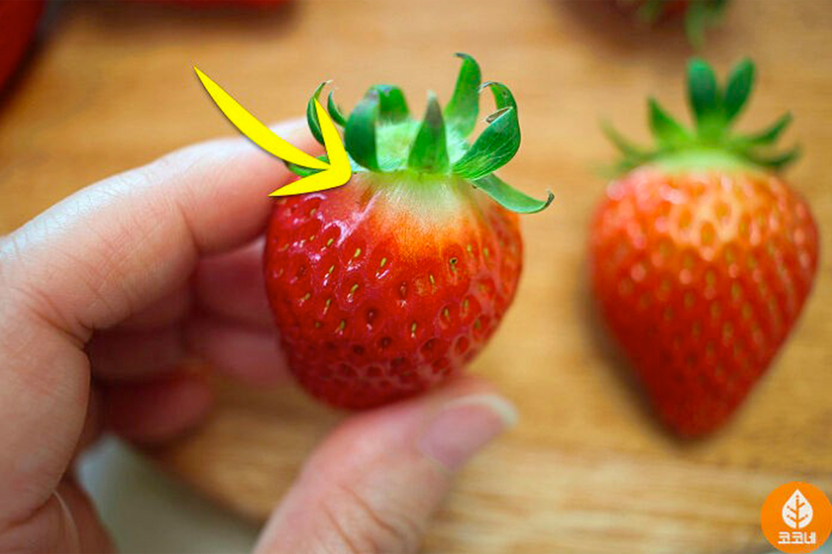 手握新鮮的士多啤梨，展示白色頂端不影響熟度和甜度的重要性。