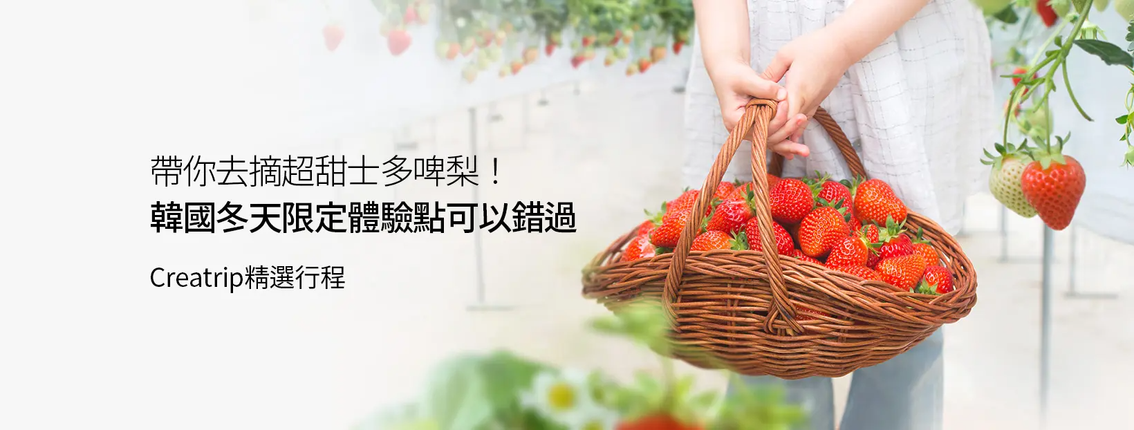 韓國的冬季士多啤梨豐收籃，滿載的新鮮紅色草莓展示韓國冬季的美味。