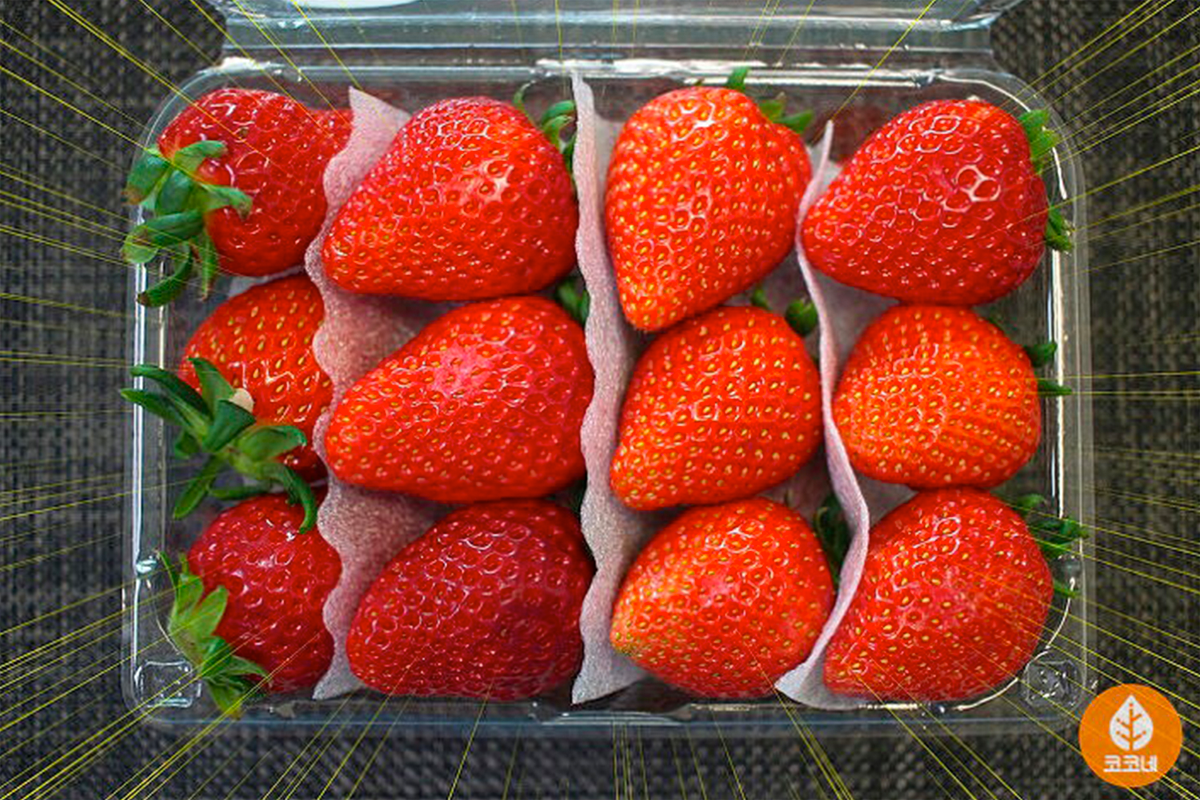 士多啤梨盒裝演示，顯示如何選擇對稱大小的士多啤梨以確保高品質。