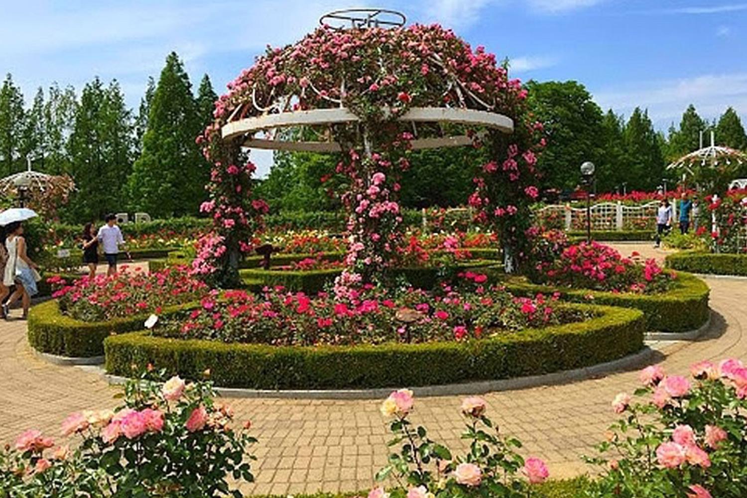 一山湖水公園的玫瑰園，展示精美修飾的玫瑰佈景和綠化景觀