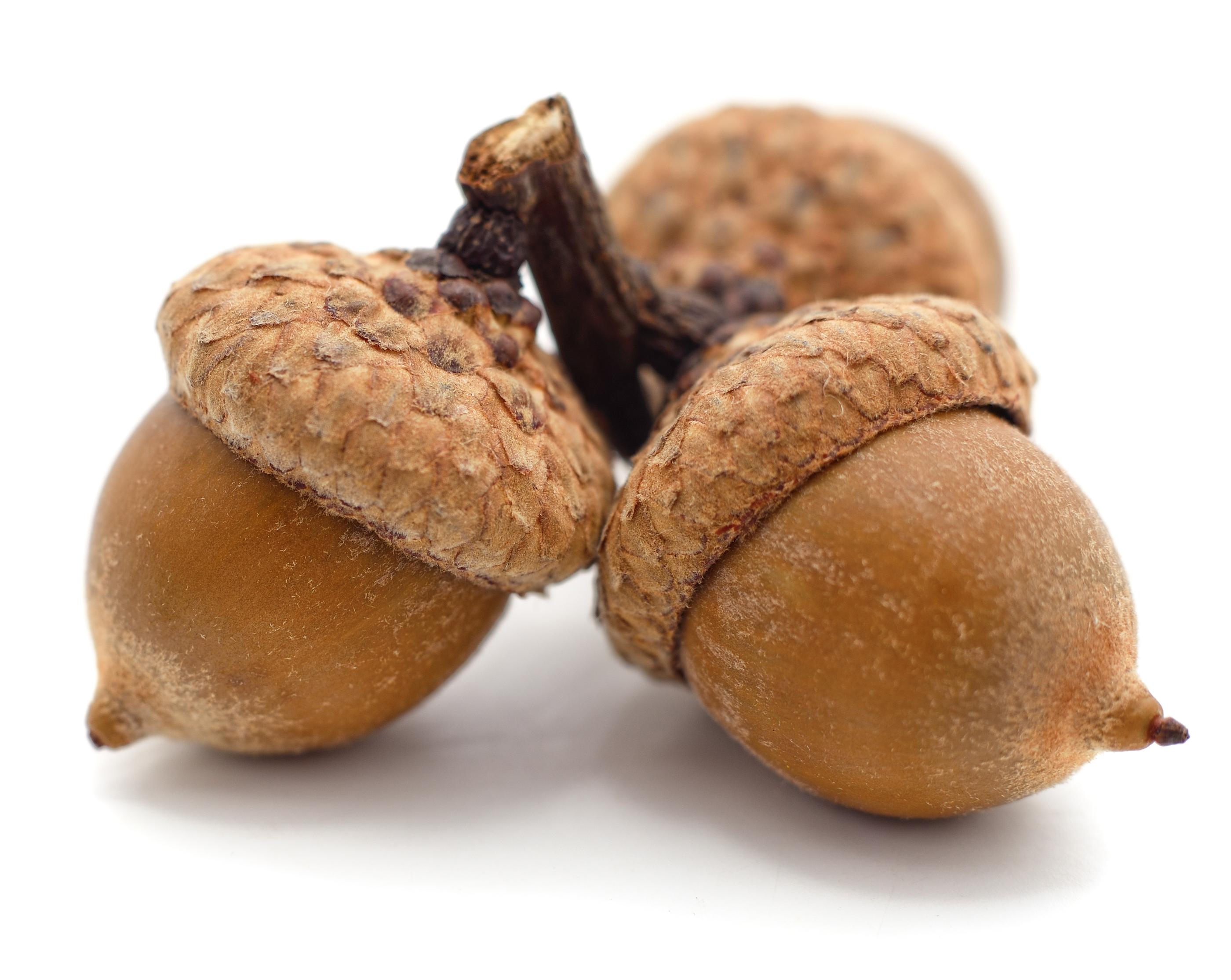 韓国人が食べるどんぐり料理