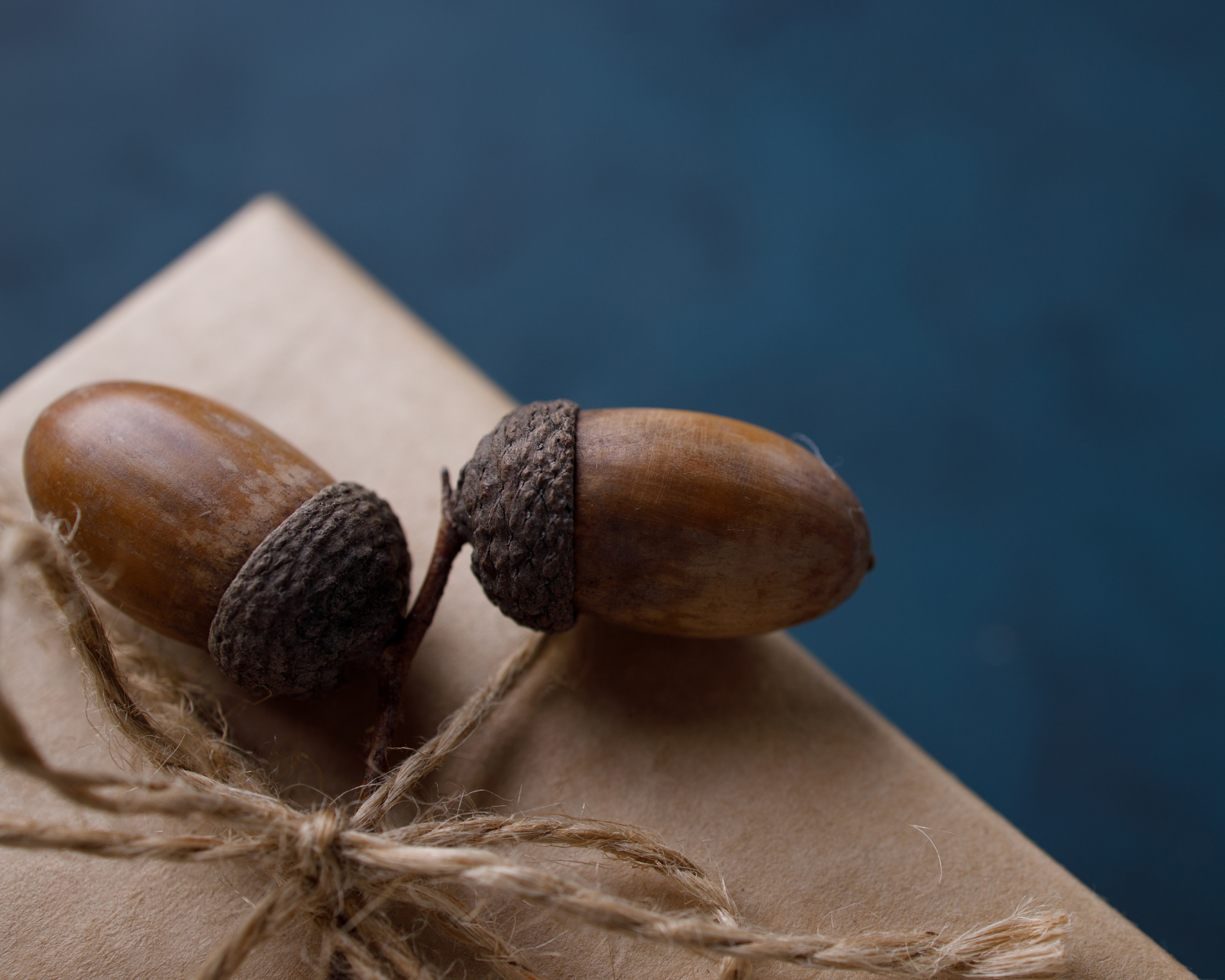 どんぐり料理、どんぐり