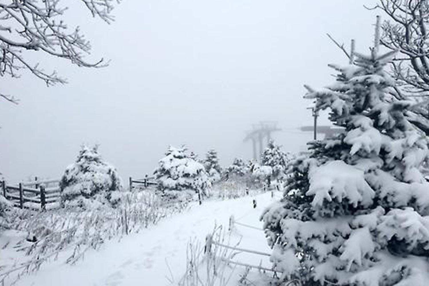 韓國雪景，松樹上覆滿白雪的照片，呈現了冬季的寧靜和美麗，是冬季音樂的完美配景。